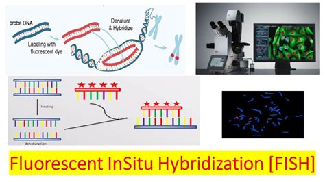 Fluorescence In Situ Hybridization (FISH) and Its Applications.